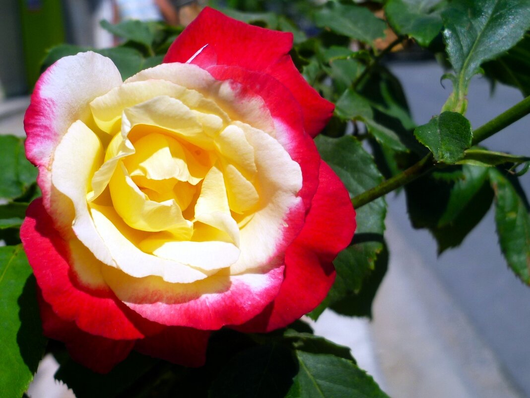 роза - Наталья 