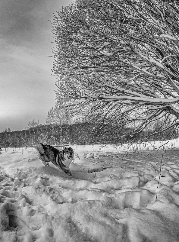 Январская прогулка - Олег Загорулько