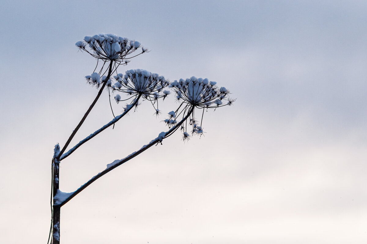 замерзший борщевик - Олег Загорулько