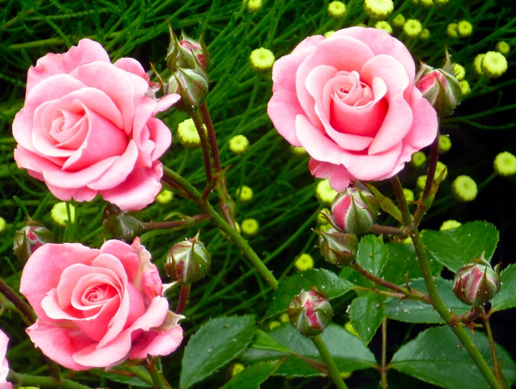 розочки - Наталья 