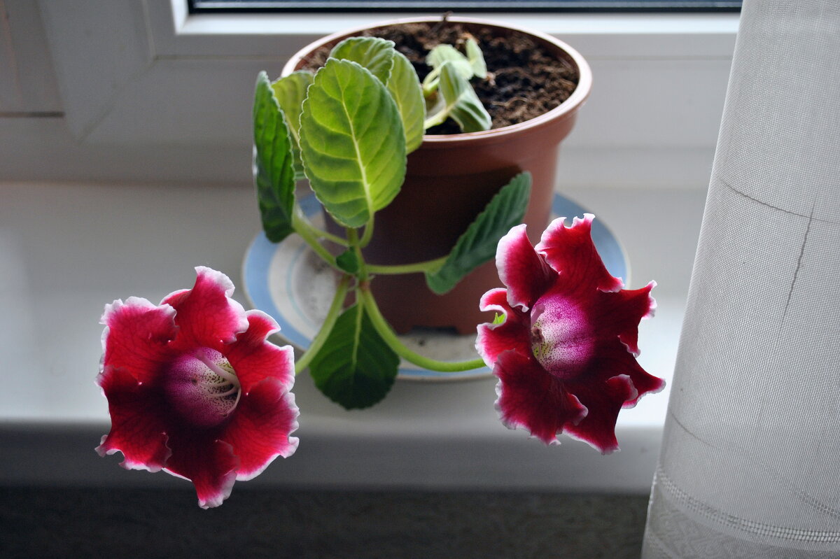 "Ромашки спрятались, поникли лютики.." - AleksSPb Лесниченко "Ромашки спрятались, поникли лютики.." - AleksSPb Лесниченко