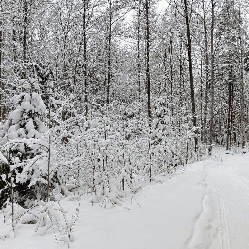 дорожка на родник - Владимир 