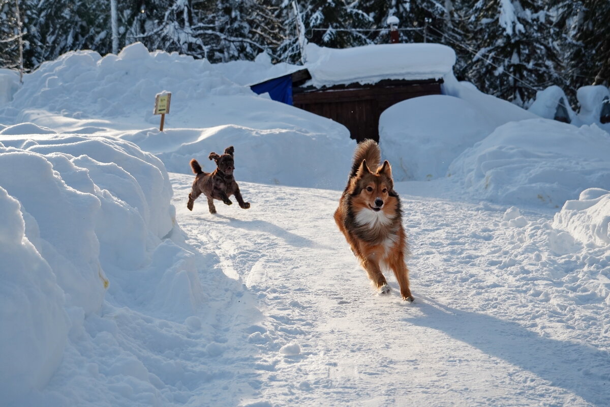 Новогодние забавы - Павел Трунцев