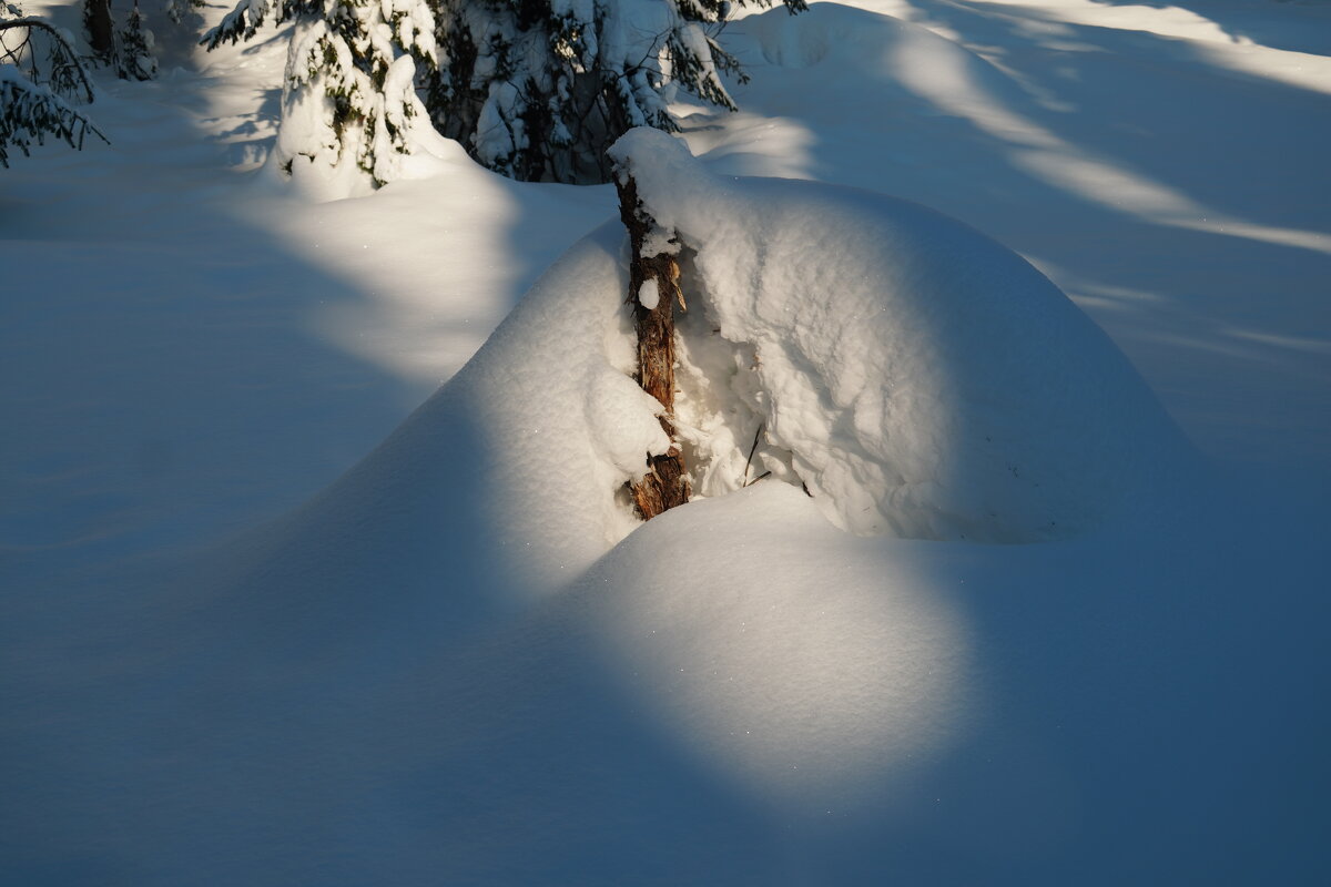 Лесной маэстро - Павел Трунцев