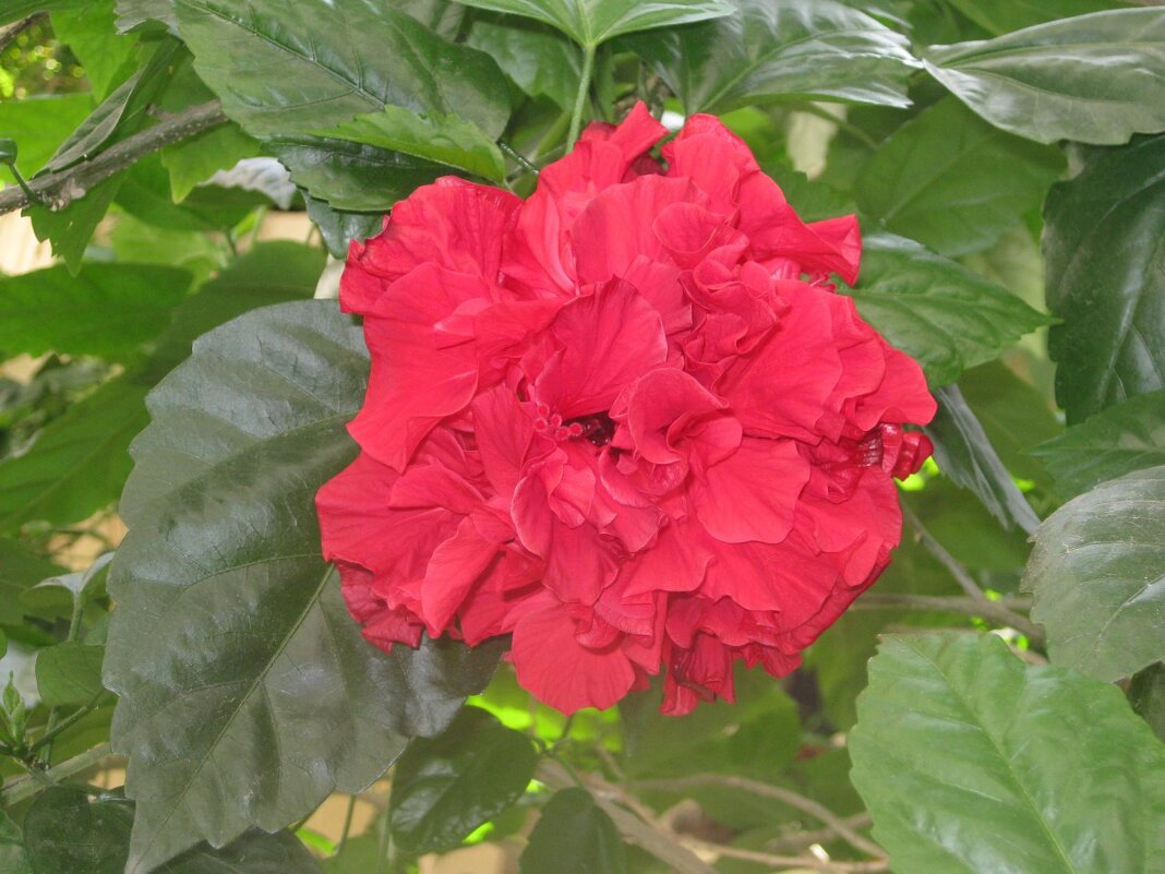 Гибискус (китайская роза) - Дмитрий Никитин