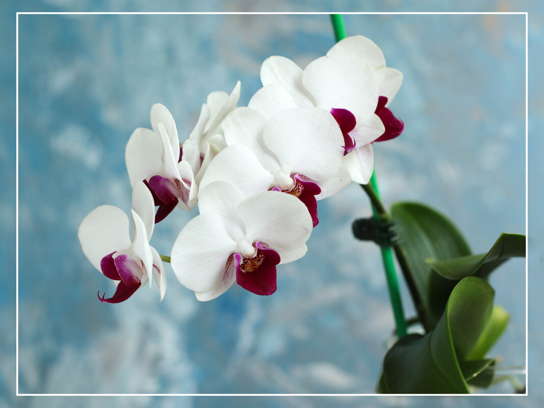 Моя коллекция орхидей - Irene Irene