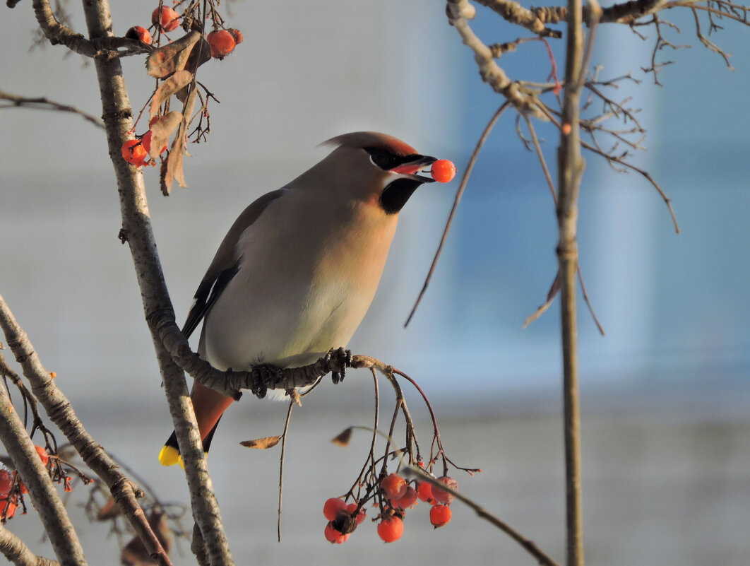 Самая лучшая ягодка! - Ната Волга
