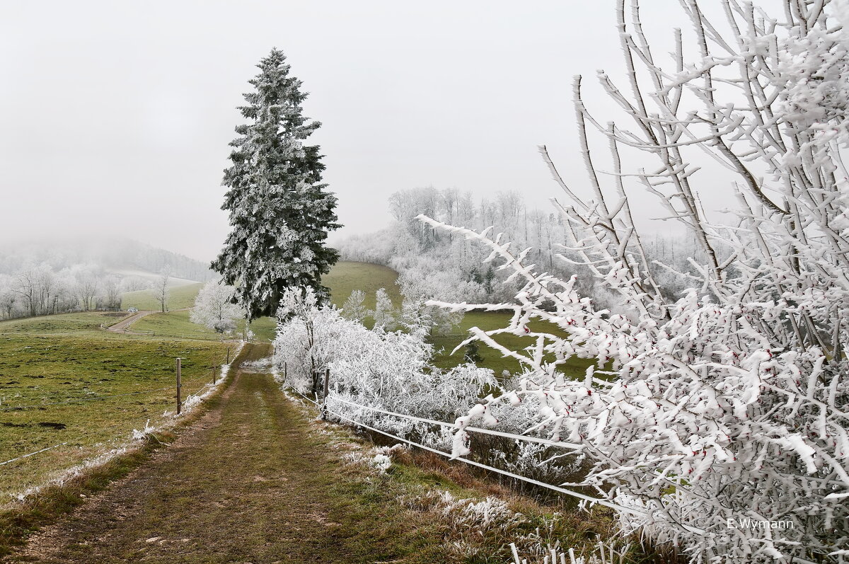 winter view - Elena Wymann winter view - Elena Wymann