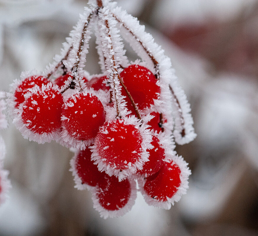 Неземной красоты паутинки - Римма Волченко