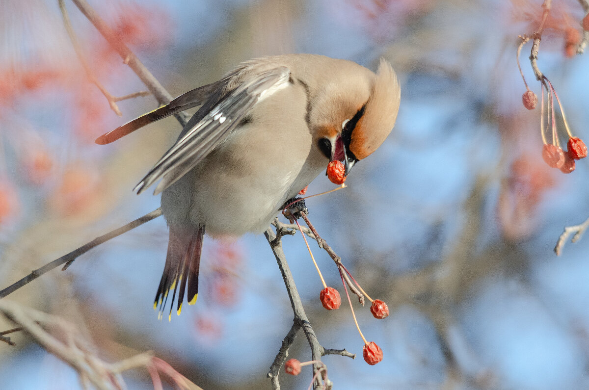 Свиристель - Виктор Иванович Чернюк