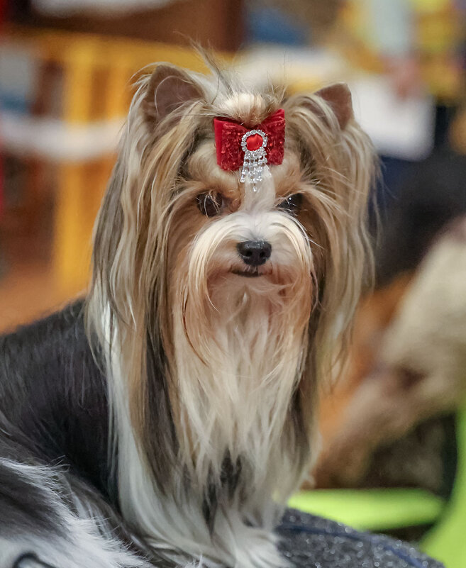 Модница - Анатолий Шумилин