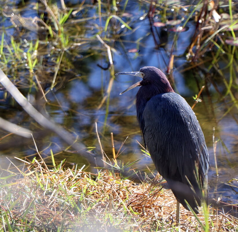 Малая голубая цапля (Little Blue Heron, Egretta caerulea). - Yury Малая голубая цапля (Little Blue Heron, Egretta caerulea). - Yury