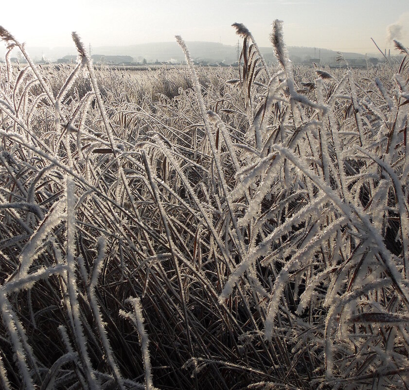 Всё в зимнем серебре. - nadyasilyuk Вознюк Всё в зимнем серебре. - nadyasilyuk Вознюк