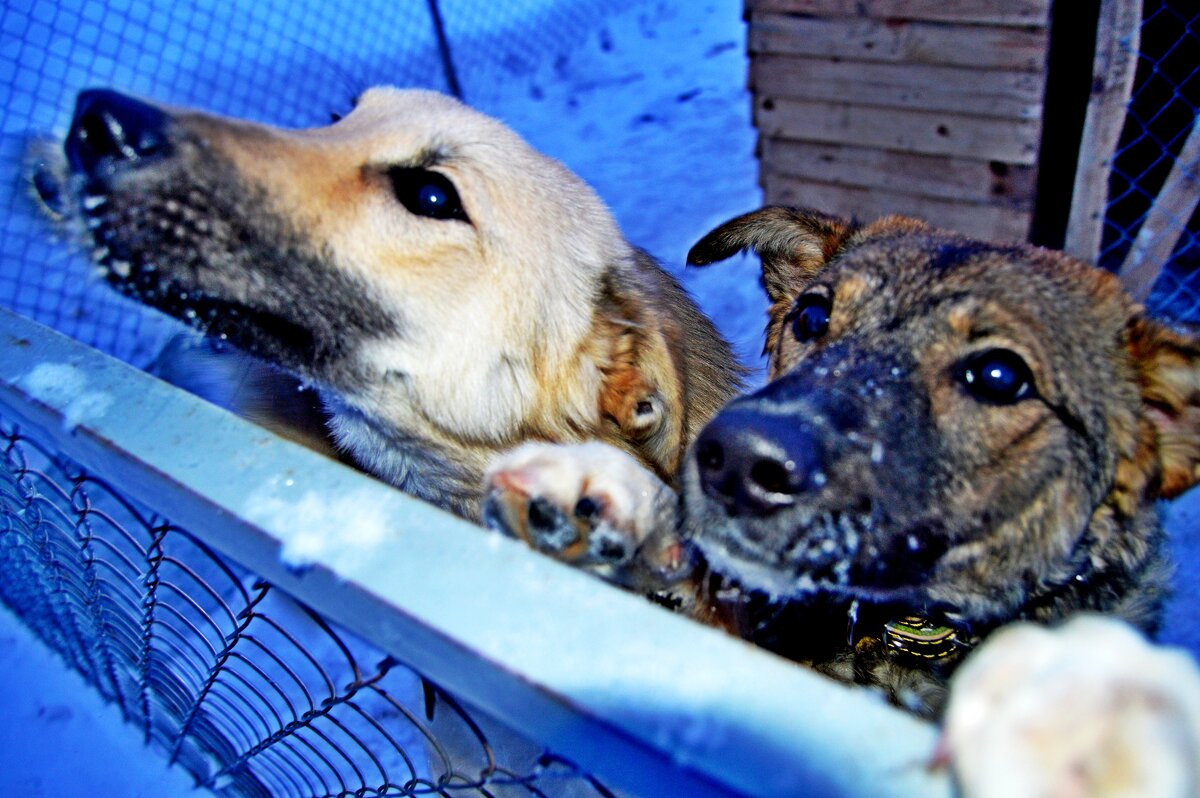 Зимний гав-гав! - Vladimir Semenchukov Зимний гав-гав! - Vladimir Semenchukov