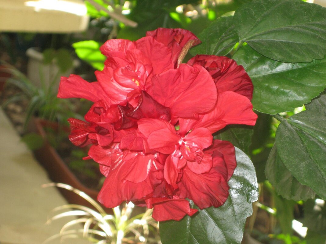 Гибискус махровый - Дмитрий Никитин