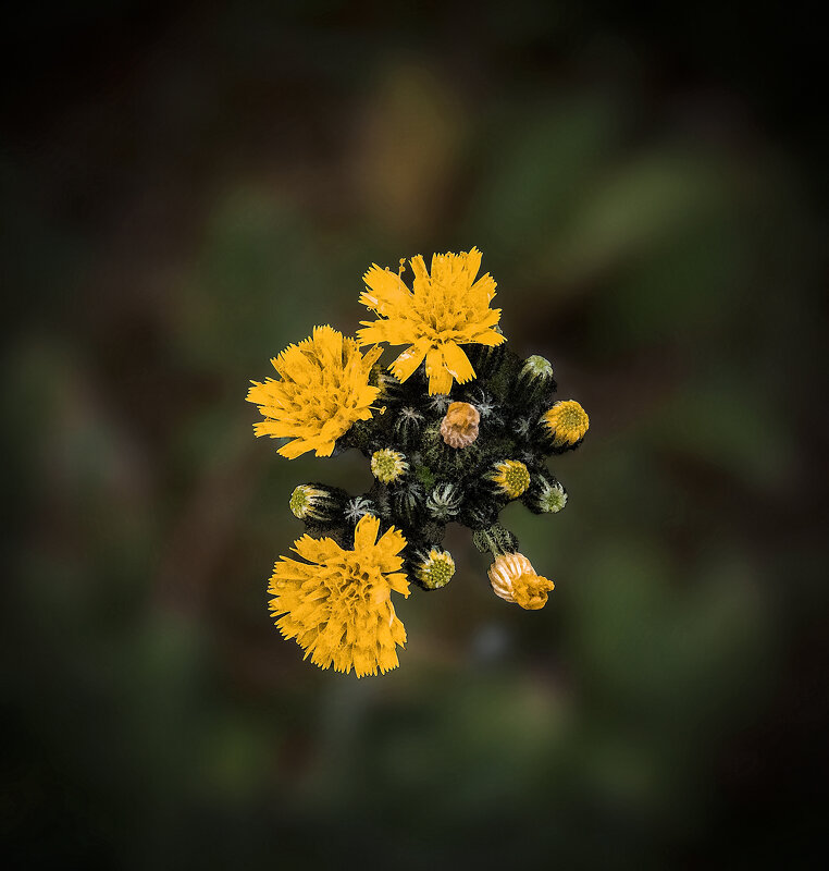 *** - Александр. AVG100 ---