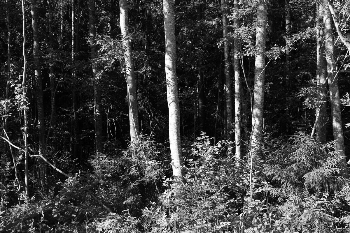 Фотография - Денис Безногов