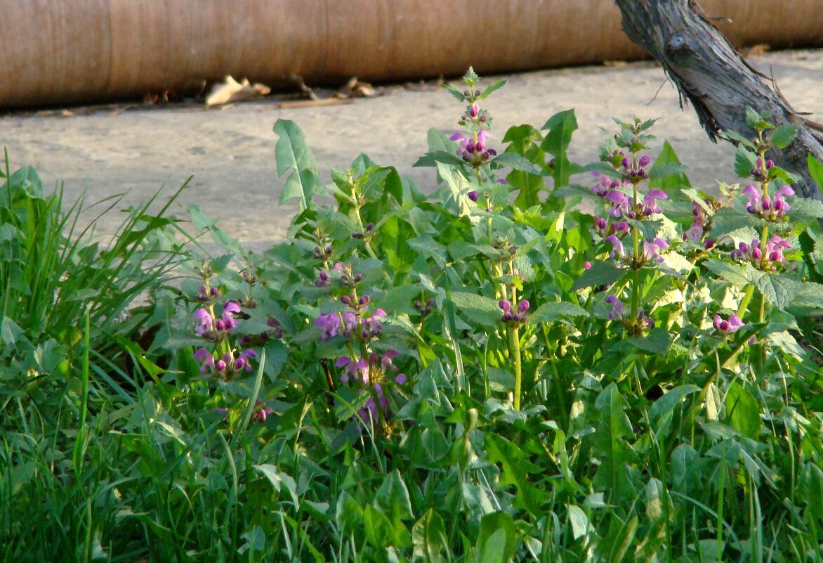 "Будет апрель!" Ю.Левитанский - Syntaxist (Светлана)