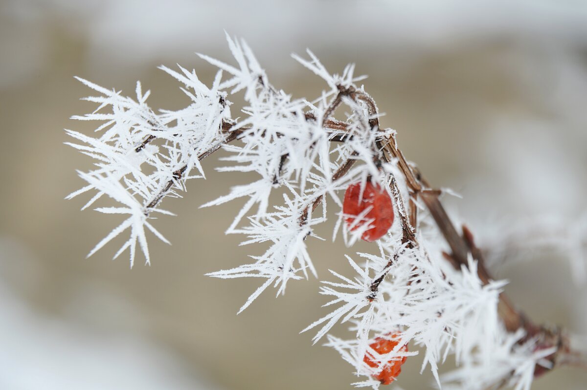 Ягодки калины, иней... - Надежда Куркина 