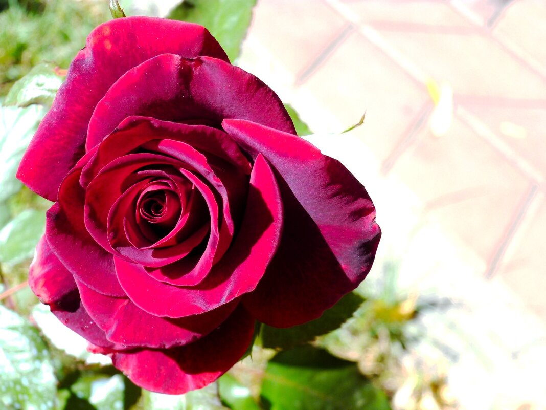 Роза - Наталья 