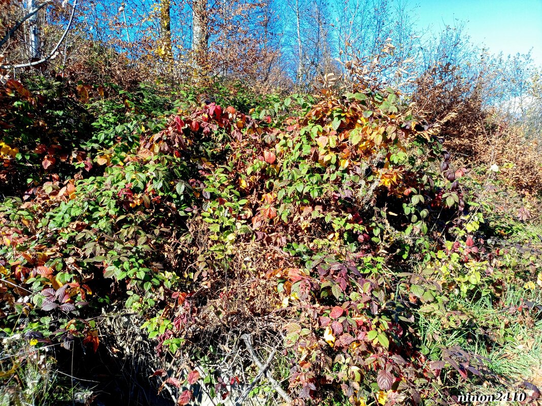 Адлер... горы... Роза Хутор... - Нина Бутко