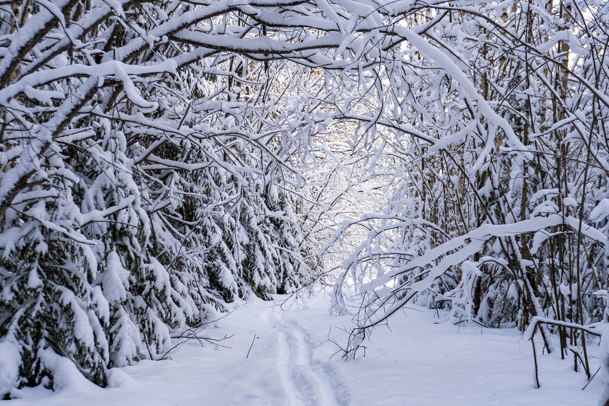 В зимнем лесу - Сергей Ц