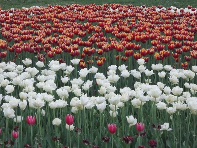 Красные и белые - Дмитрий Никитин