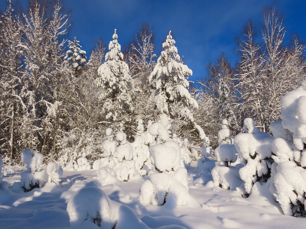 Зимний лес - Ольга Митрофанова Зимний лес - Ольга Митрофанова