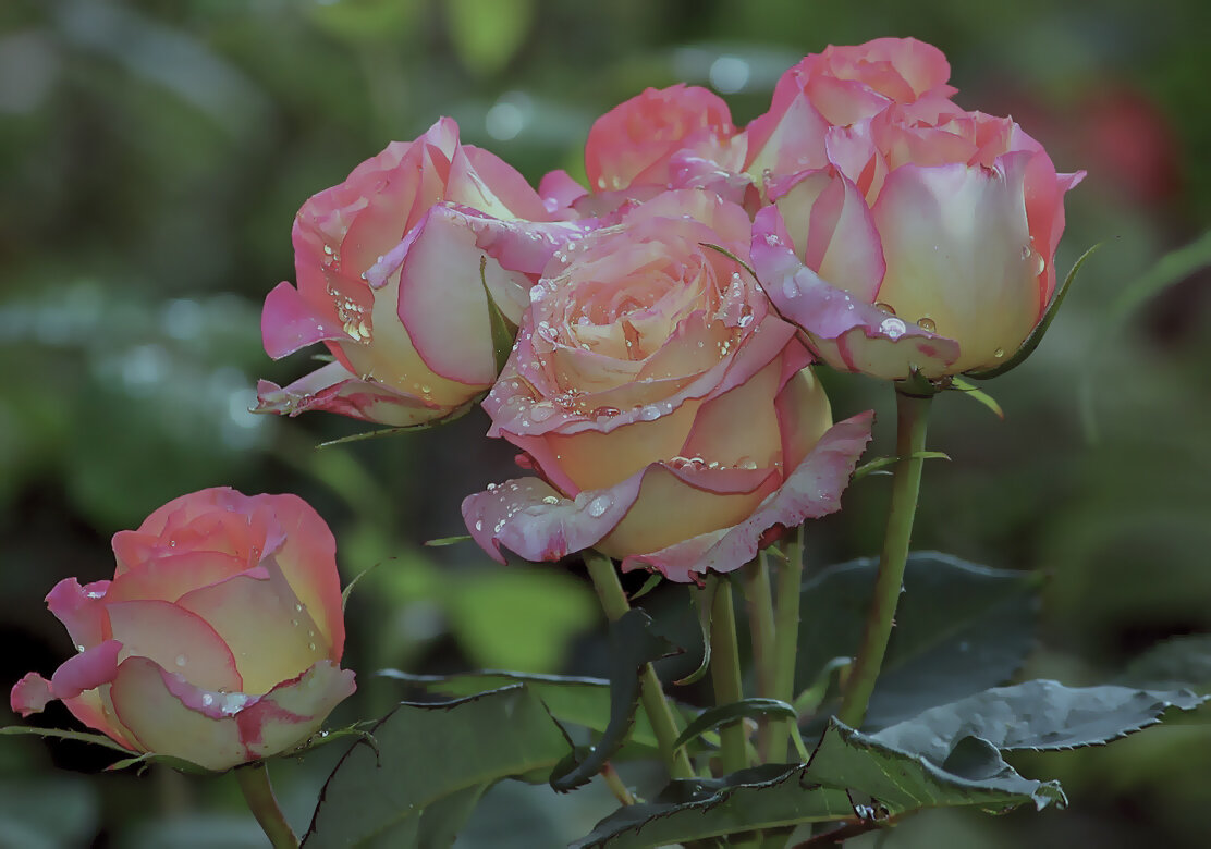 Утренняя - елена беликова