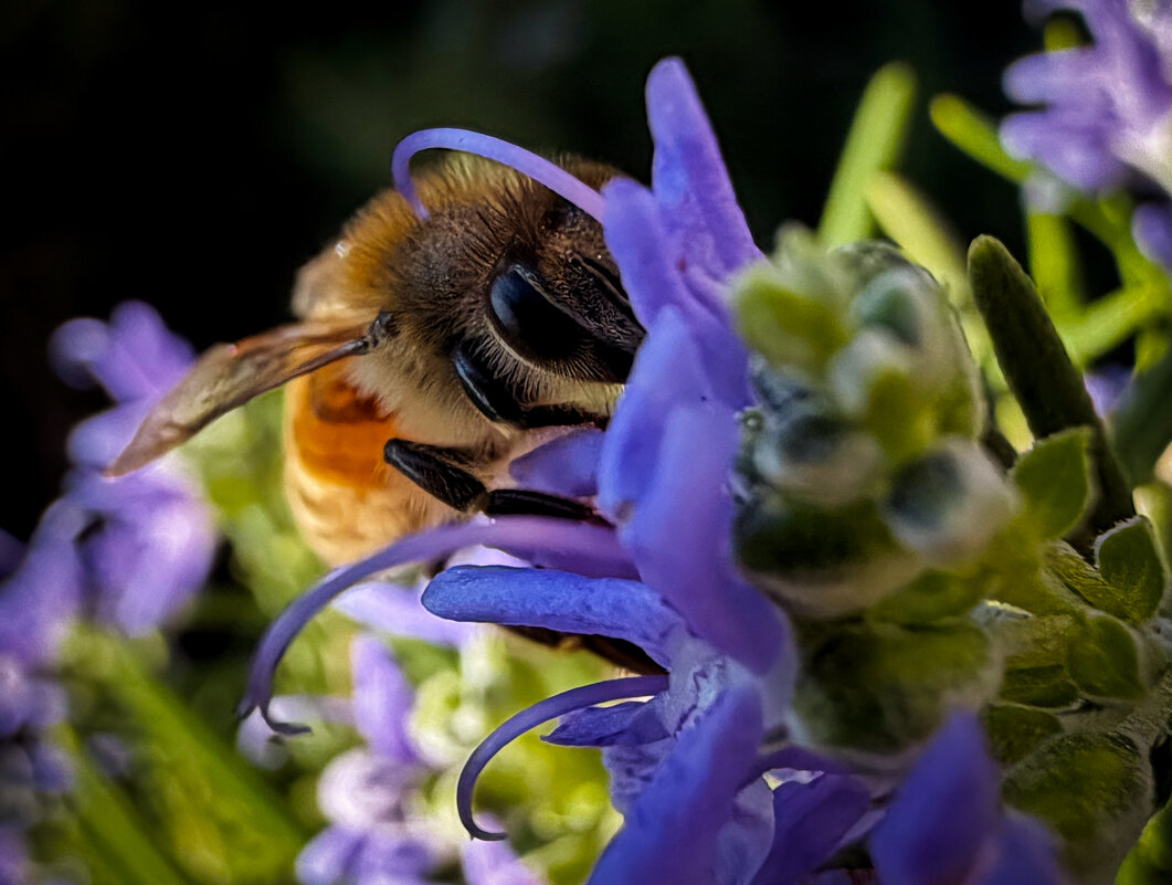 Магия iPhone. Щелкнул на ходу и получилось - Александр Деревяшкин