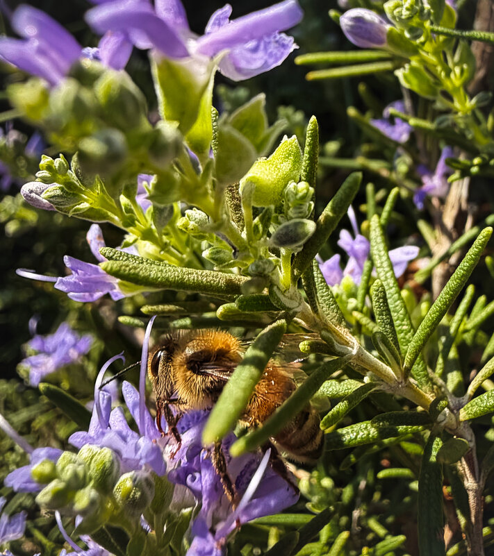 Вот вам январь холодный - Александр Деревяшкин