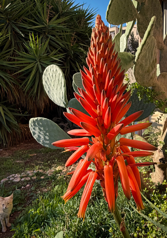 Огромными факелами цветут густые кусты алое. Январь - Александр Деревяшкин Огромными факелами цветут густые кусты алое. Январь - Александр Деревяшкин