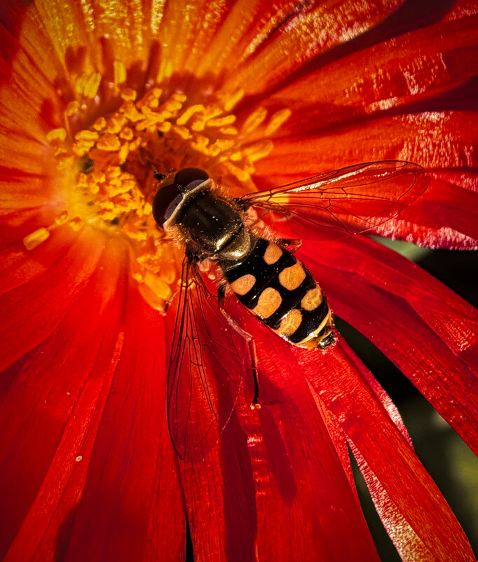 Ты не плачь насекомое, я тебя засушу, и в консервную баночку тебя жить положу. - Александр Деревяшкин