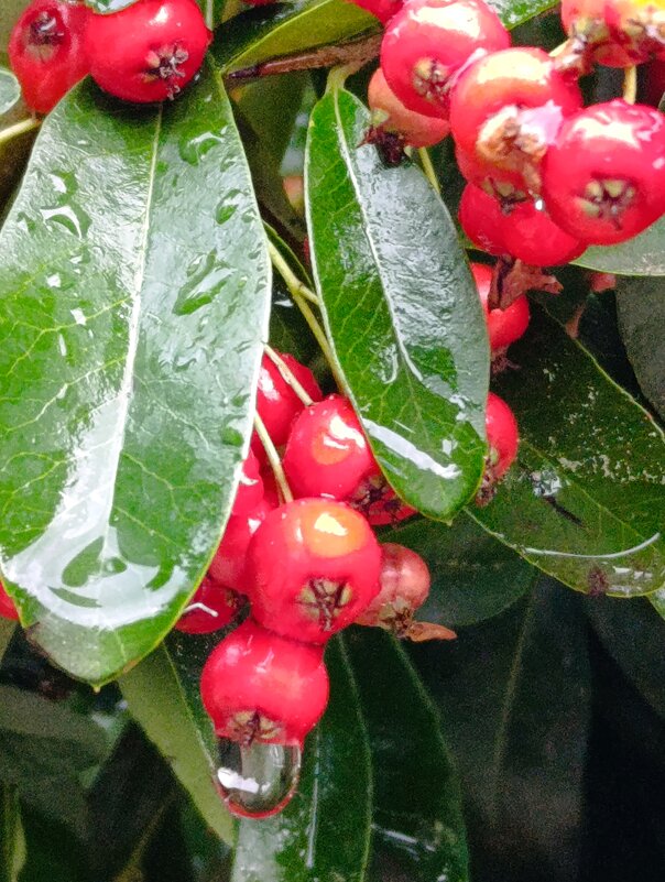 дождливый день - Елена Фёдорова