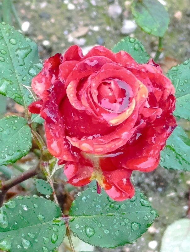 слёзы розы... - Елена Фёдорова