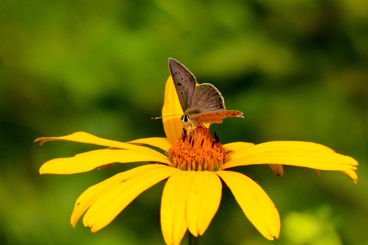 опять про бабочек...267 - Александр Прокудин
