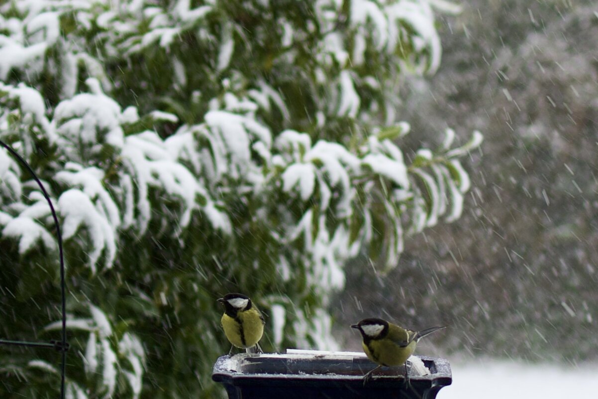 Пришла зима. - Lucy Schneider 