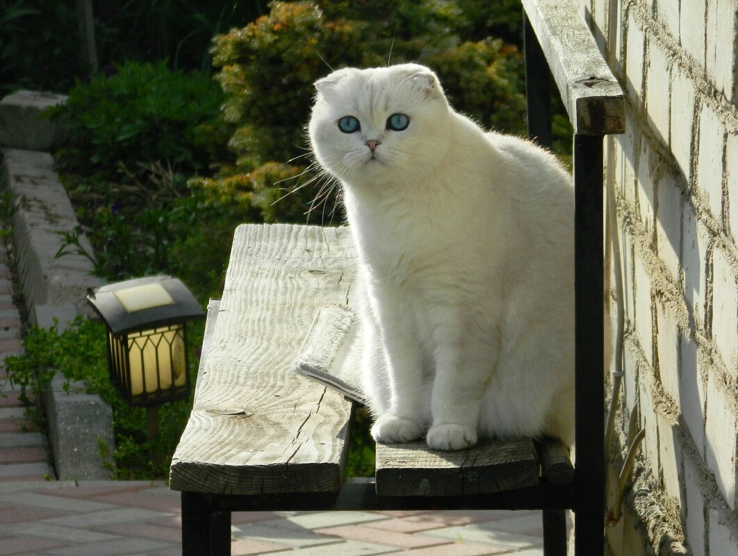 СОСЕД. - Галина 