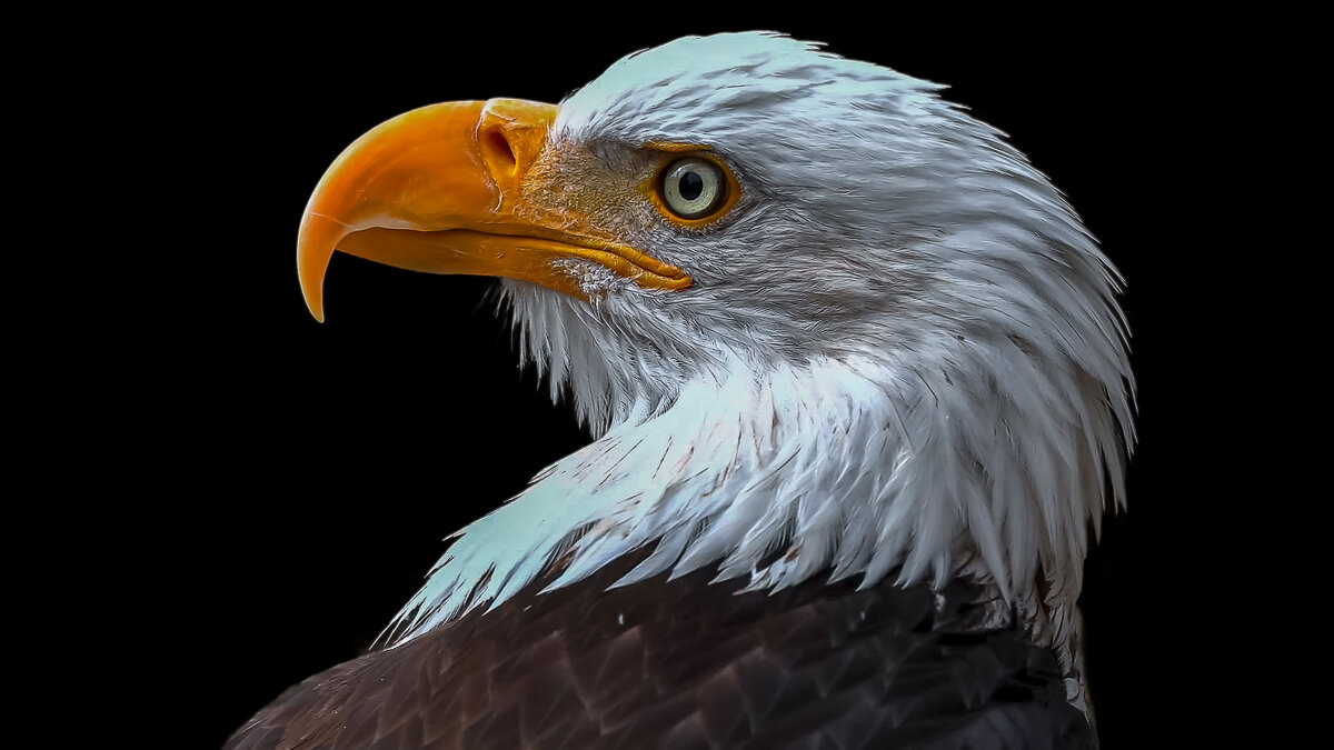 Белоголовый орлан - Aleksey Afonin