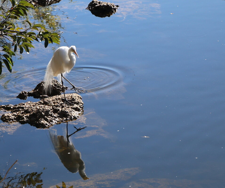 Большая белая цепля - Yury 