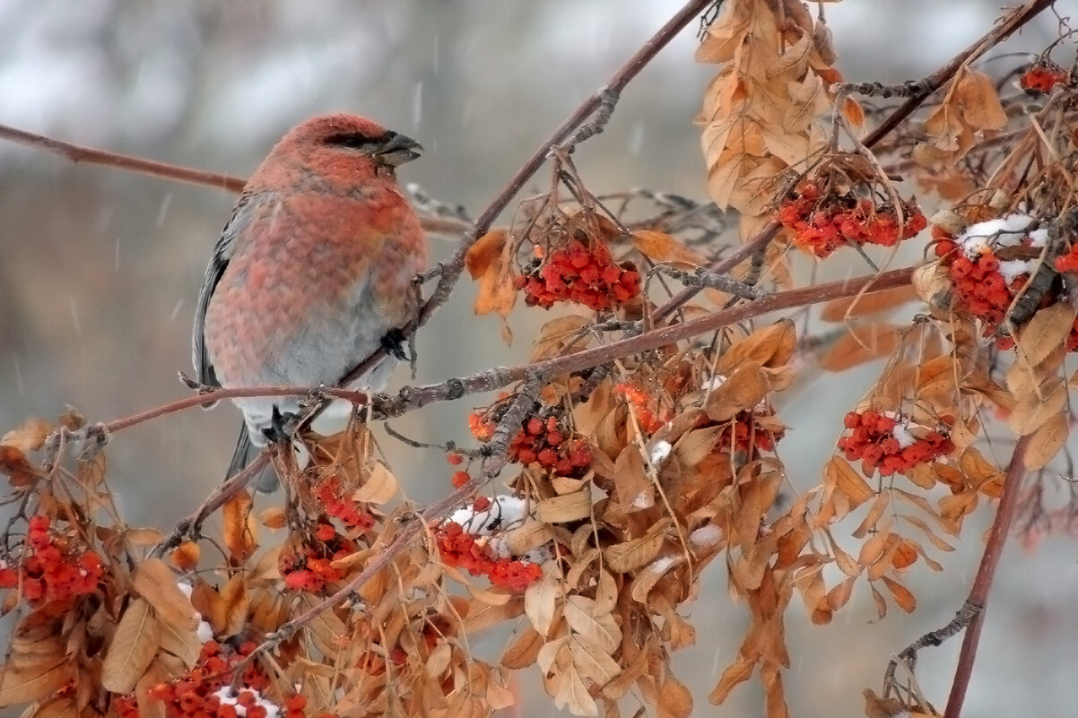 Щур - Владимир Кириченко Щур - Владимир Кириченко