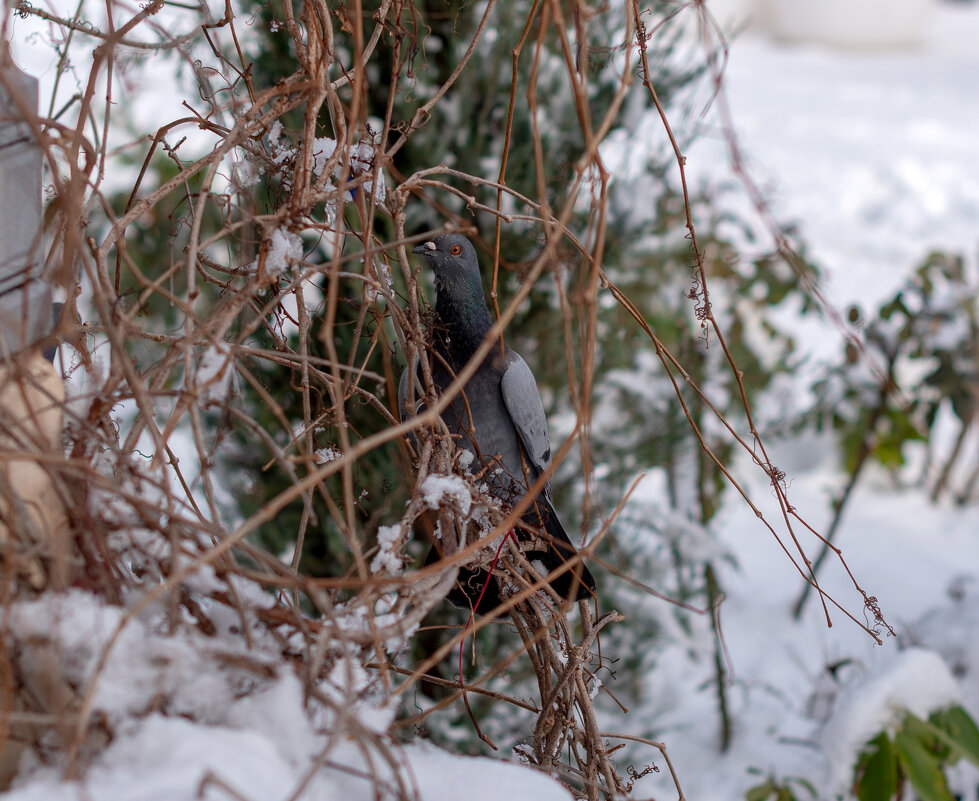 Ягод нет - Геннадий Б
