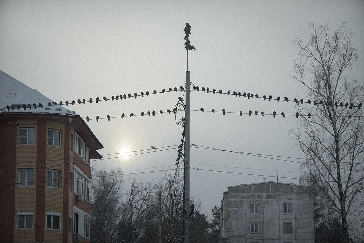 *** - Владимир Носов