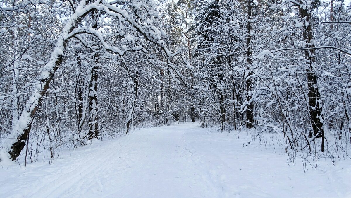 Зимний лес. - Милешкин Владимир Алексеевич 