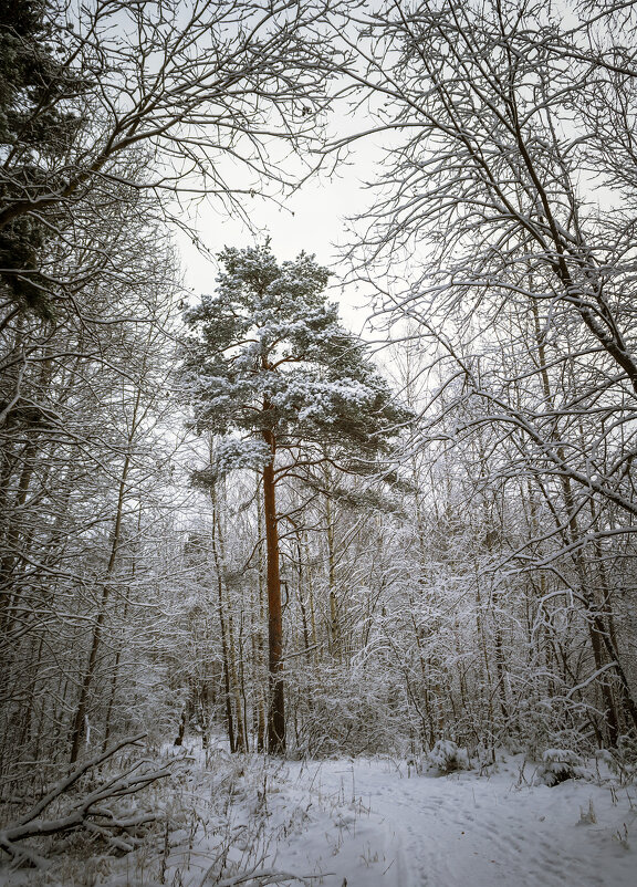 Зимняя сосна - Сергей Цветков