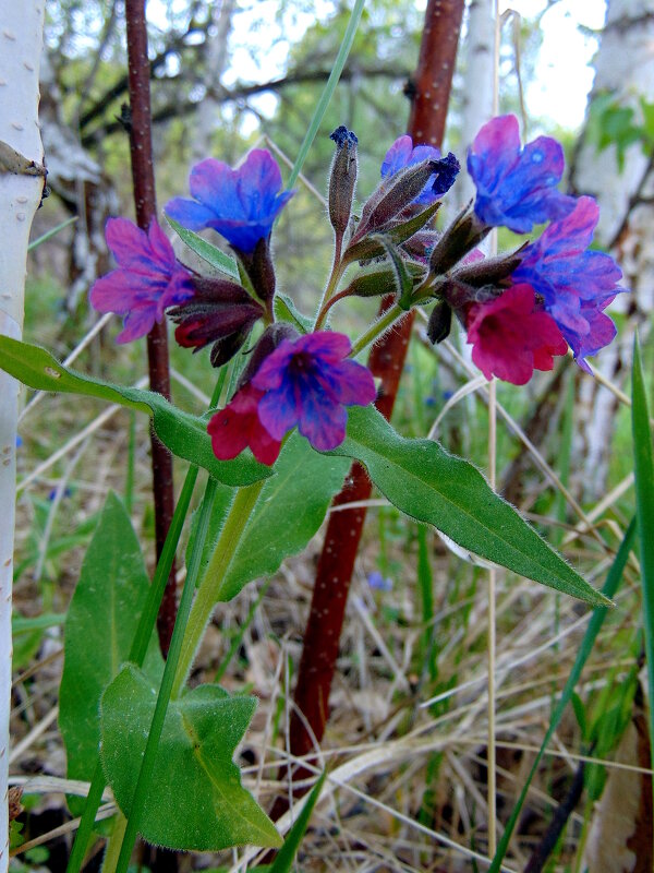 Когда медуница цвела. - nadyasilyuk Вознюк Когда медуница цвела. - nadyasilyuk Вознюк