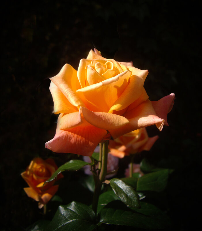 Роза. - Александр. AVG100 ---