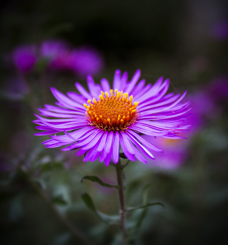 *** - Александр. AVG100 ---