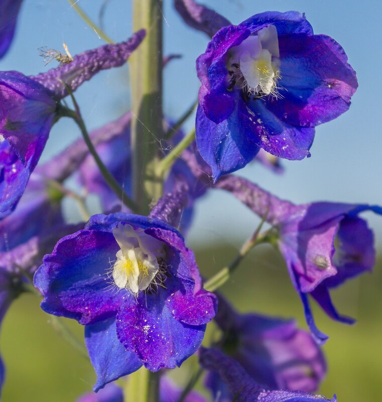 Краски лета. Аконит высокий. - Алексей Трухин