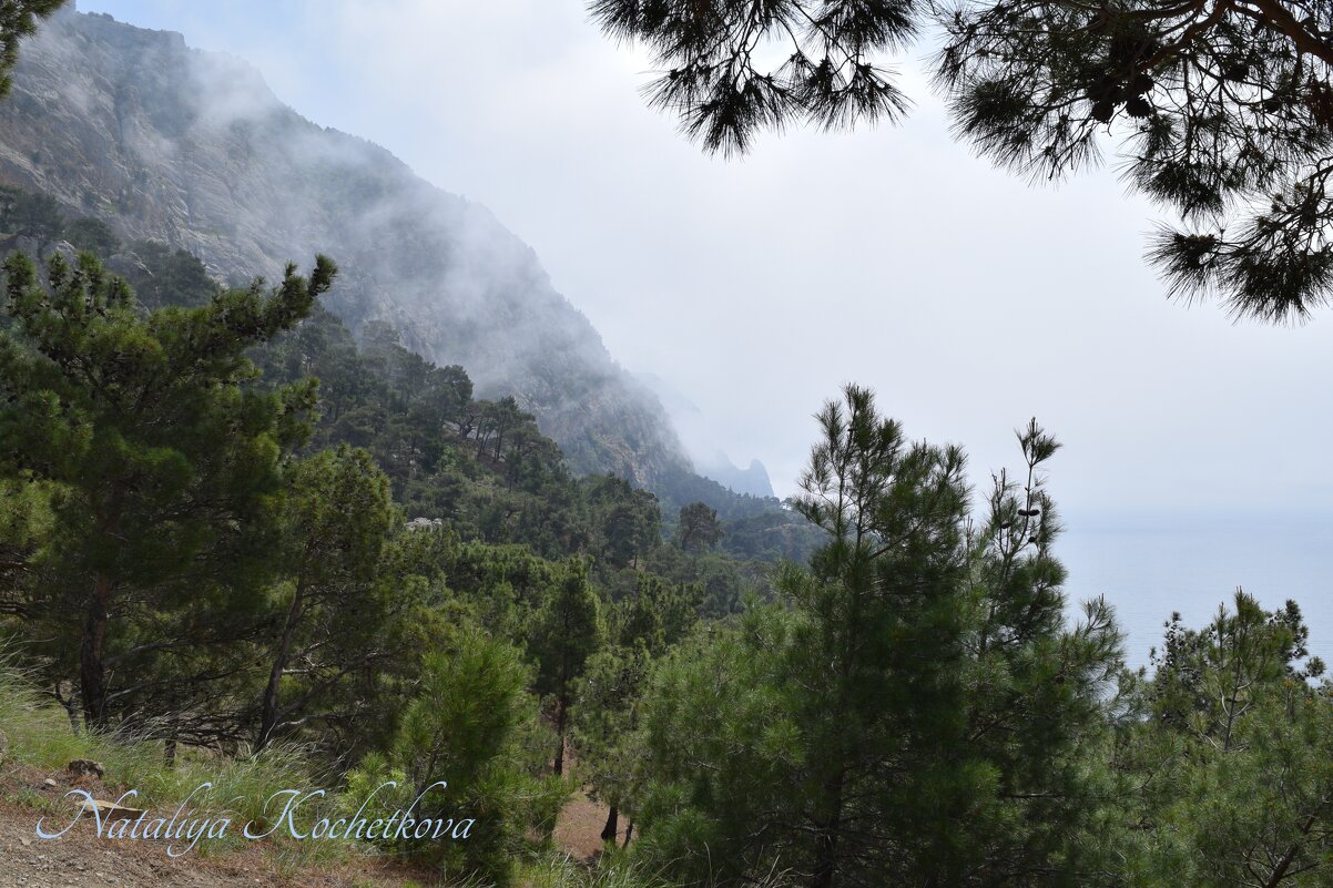 Природа Крыма - Amazing Cosmea